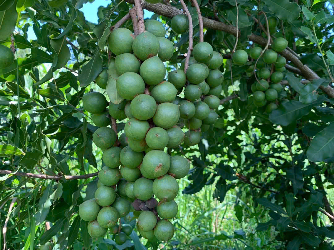 Hạt macca tươi trên cây — IQ Nuts